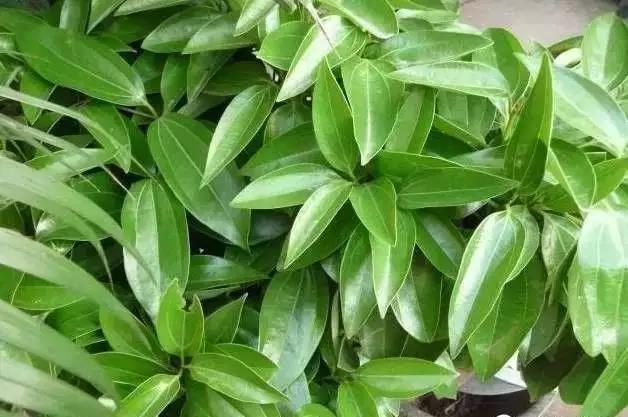 花卉焉了不要緊,這里有最全的補救措施