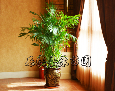 以銷帶產后發趕超 區域性造就“西昌特色”