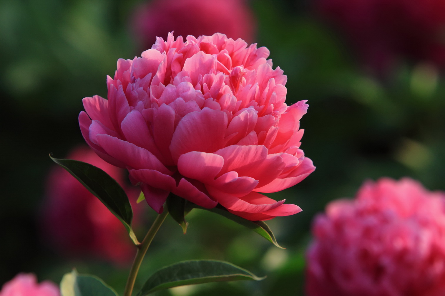 九龍坡：百萬株花卉 扮靚軌道及干道沿線