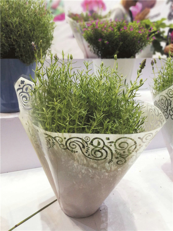 興慶區花卉產業助力脫貧攻堅