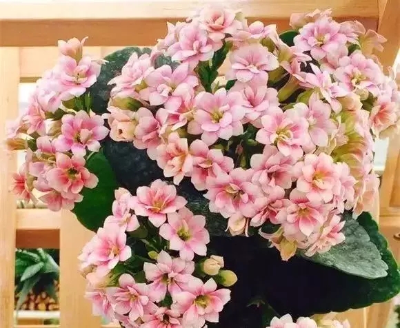 中荷花卉2018上半年營收810.62萬元