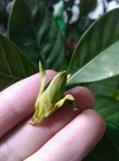 花苞掉了,趕緊這么做