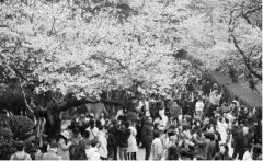 做長產業鏈化解賞花經濟“忽冷忽熱”癥