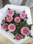 銀行綠植租擺新型盆栽花卉,花形可愛,花期長