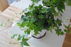 銀行租賃綠植凈化空氣哪株強(qiáng)?