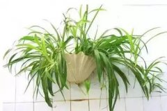 銀行綠植租賃的衛生間里適合放些什么植物?