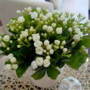 銀行租擺的花養在哪個方向最容易爆盆?