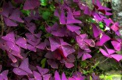 推薦銀行租賃植物,熠熠生輝