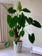 銀行花卉租賃的千手觀音的養殖方法和注意事項