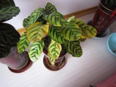 銀行花卉租賃葉子出現發黃,不要慌,使用這兩