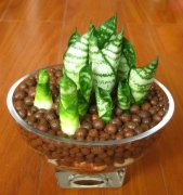 銀行租賃的虎皮蘭養護很簡單,這幾個方法不容