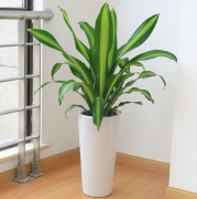 銀行辦公室租賃的綠植也門鐵葉子發黃是怎么回