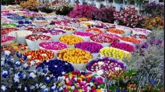 “黃金”變“鉆石” 昆明斗南花卉破繭成蝶