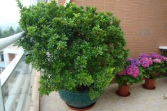 這花就是“活香水”,擺客廳,空氣更清新!