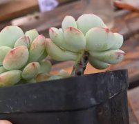 多肉葉子變透明?抓緊擼光、砍頭,否則3天死翹