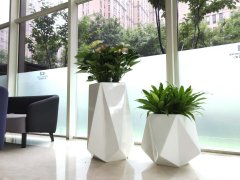 西安大型銀行室內(nèi)綠植租賃實(shí)力推薦公司