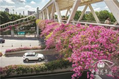 紅爆網(wǎng)絡(luò)的廣州三角梅,出自誰手?