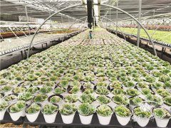 慢悠花房:多肉植物銷售額逆市大增千萬元