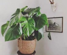 冬天養龜背竹,做好這幾點