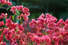 這6種花冬天一定要修剪,明年才能枝繁葉茂開花