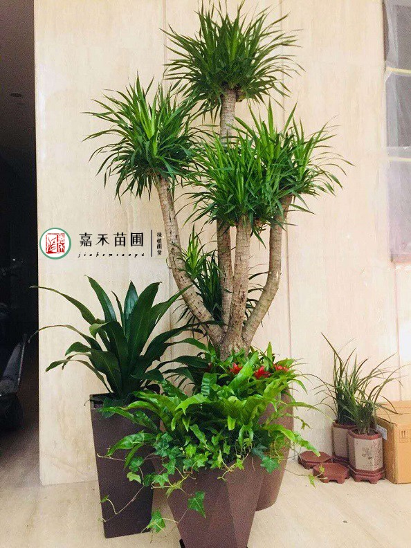 西安銀行花卉綠植租擺案例|西安嘉禾苗圃
