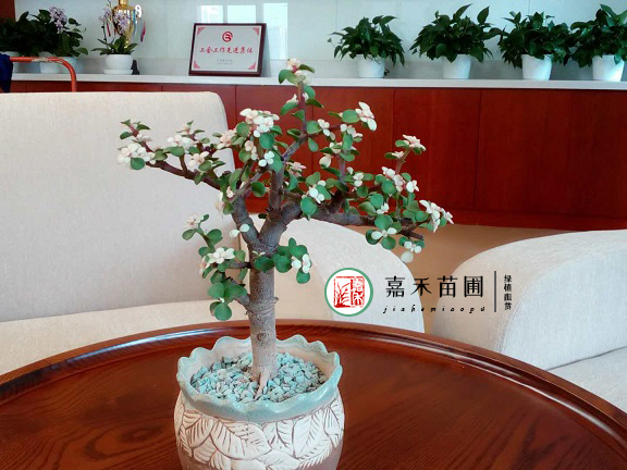 西安銀行會(huì)客區(qū)花卉綠植租擺|西安嘉禾苗圃