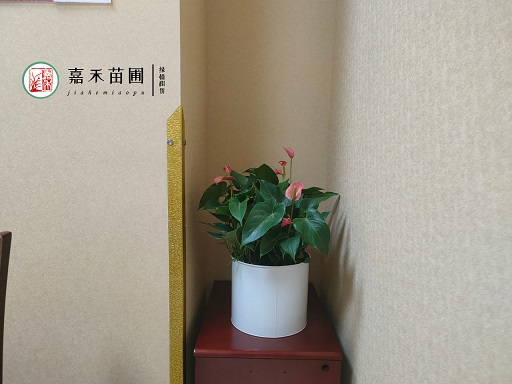 西安銀行綠植花卉租賃公司|西安嘉禾苗圃 西安銀行綠植花卉租賃公司|西安嘉禾苗圃