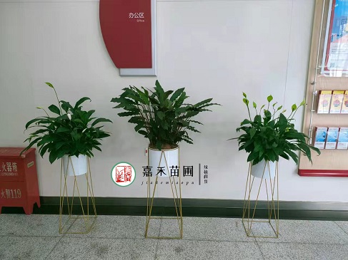 銀行綠植花卉租賃裝飾|西安嘉禾苗圃