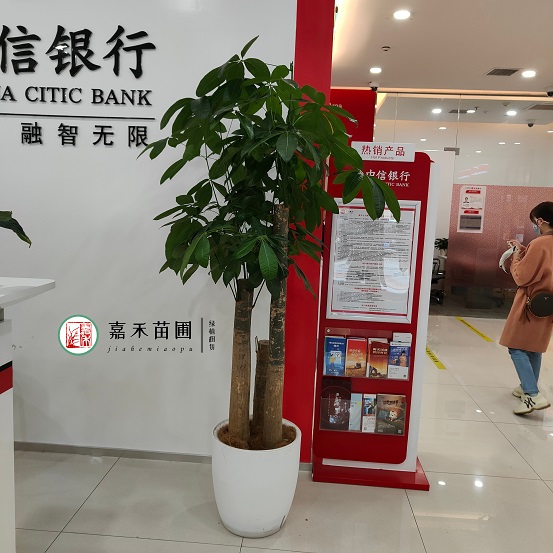 西安銀行綠植租賃電話|15202909185西安嘉禾苗圃