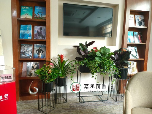 西安銀行綠植擺放設計方案