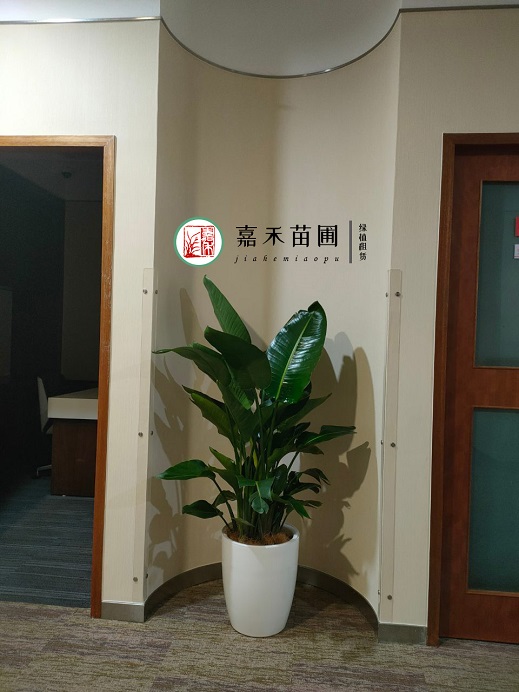 西安銀行花卉綠植租賃公司|西安嘉禾苗圃 西安銀行花卉綠植租賃公司|西安嘉禾苗圃