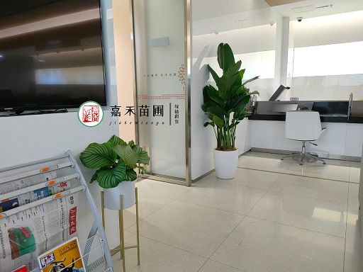 西安銀行花卉租擺公司|西安嘉禾苗圃 西安銀行花卉租擺公司|西安嘉禾苗圃