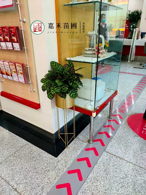 銀行綠植租賃報(bào)價(jià)廠家|西安嘉禾苗圃 銀行綠植租賃報(bào)價(jià)廠家|西安嘉禾苗圃