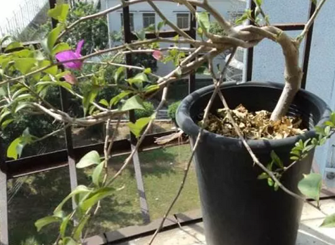 三角梅養護方法|西安嘉禾苗圃 三角梅養護方法|西安嘉禾苗圃