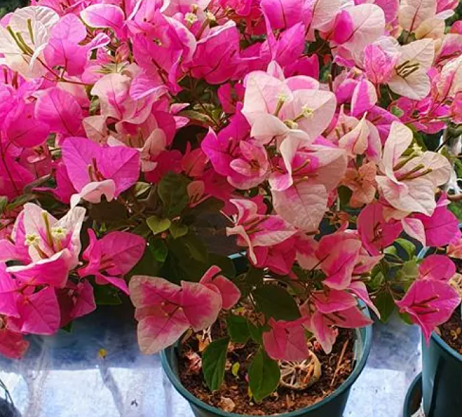 三角梅養護方法|西安嘉禾苗圃 三角梅養護方法|西安嘉禾苗圃