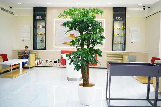 銀行里面做綠植租賃有什么好處