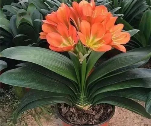 君子蘭、仙客來、長壽花、蟹爪蘭、茶花冬天養護小技巧!