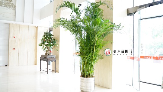 北京銀行綠植租賃：西安嘉禾苗圃