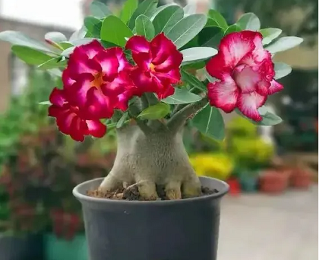 20241216/675fdcf28d525.png QQ20241216-141234.png