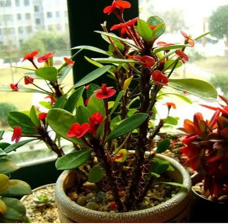 20241216/675fdcfcdd63f.png QQ20241216-141245.png