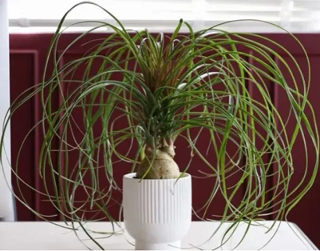 冬天室內養盆“耐旱花”,一月不澆水也沒事,最適合懶人養!