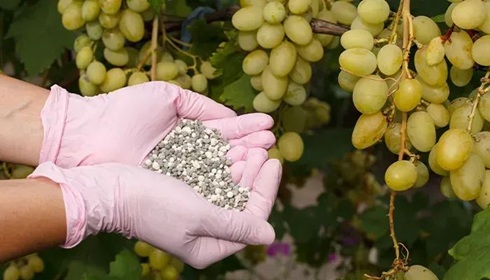 花盆里撒一把&ldquo;它&rdquo;，一年不用施肥，葉片翠綠，花期更長久！