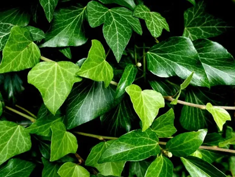 衛生間有異味？放這幾種花，吸濕氣除異味，空氣更清新！