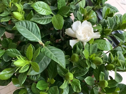 梔子花買回家后什么時候換盆好？