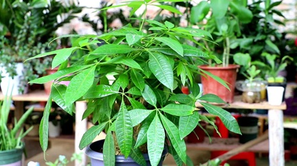 發財樹有&ldquo;三怕&rdquo;，很多人都做錯了，怪不得養不好