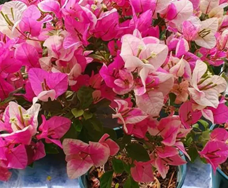 三角梅落葉成&ldquo;光桿&rdquo;，別著急扔，簡單1招就能救活！