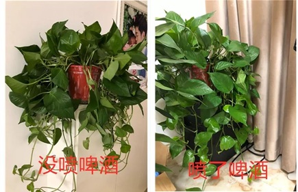 綠蘿灌點啤酒，嗖嗖爬滿整個床！