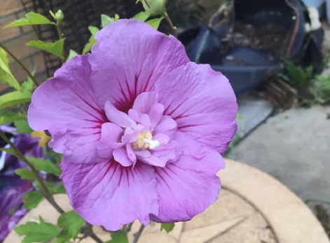 20250606/68428998ec843.png QQ20250606-142058.png