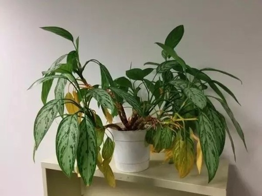 室內(nèi)植物葉黃的常見6種情況，教你辨別和處理