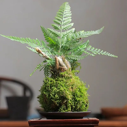 好養(yǎng)的狼尾蕨,關(guān)注這幾點(diǎn)造型飄逸別致太好看